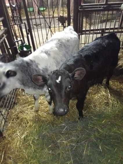 Sprzedam byczka i jałówkę
