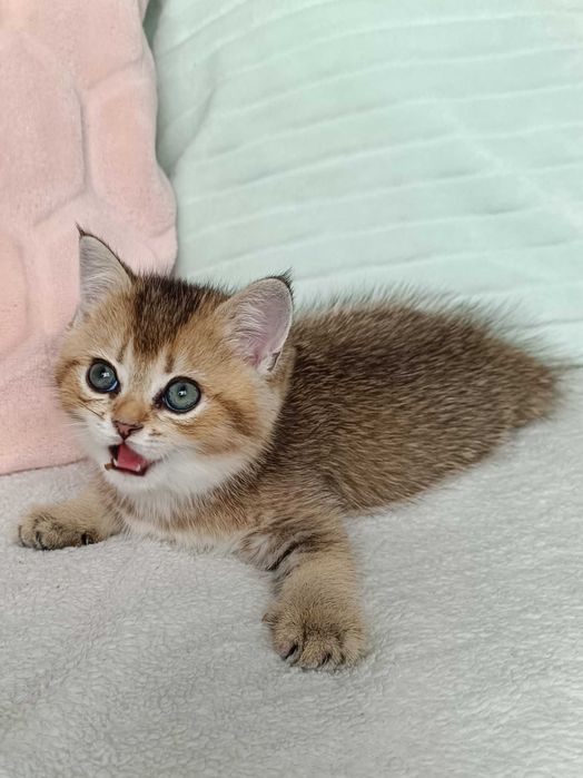 FPL Złote kocięta z hodowli Bell Parma*PL złote misie dla ciebie kotek