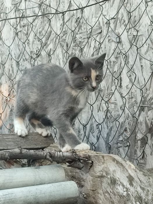 Кошенята у добрі руки