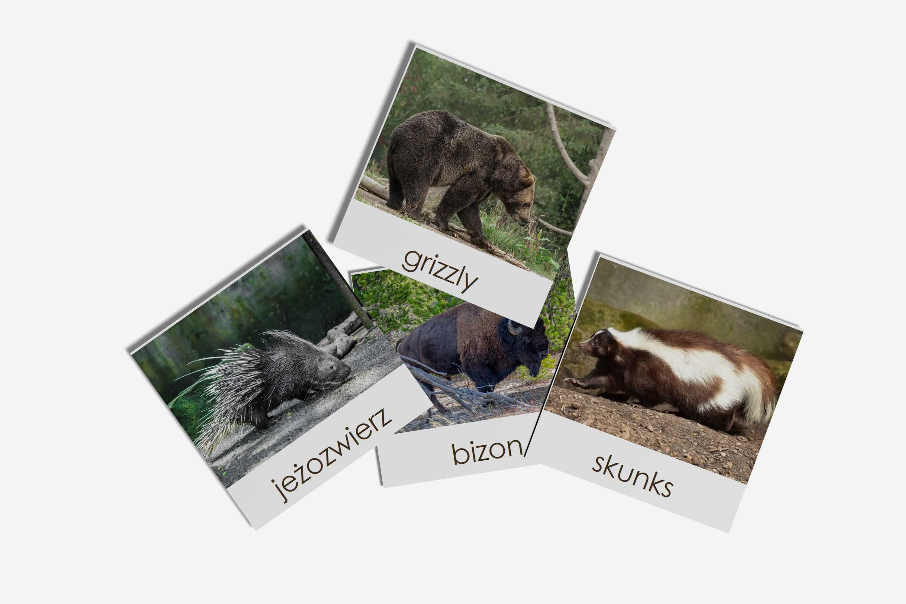 Karty trójdzielne Montessori - zwierzęta Ameryki Północnej - 20 kart