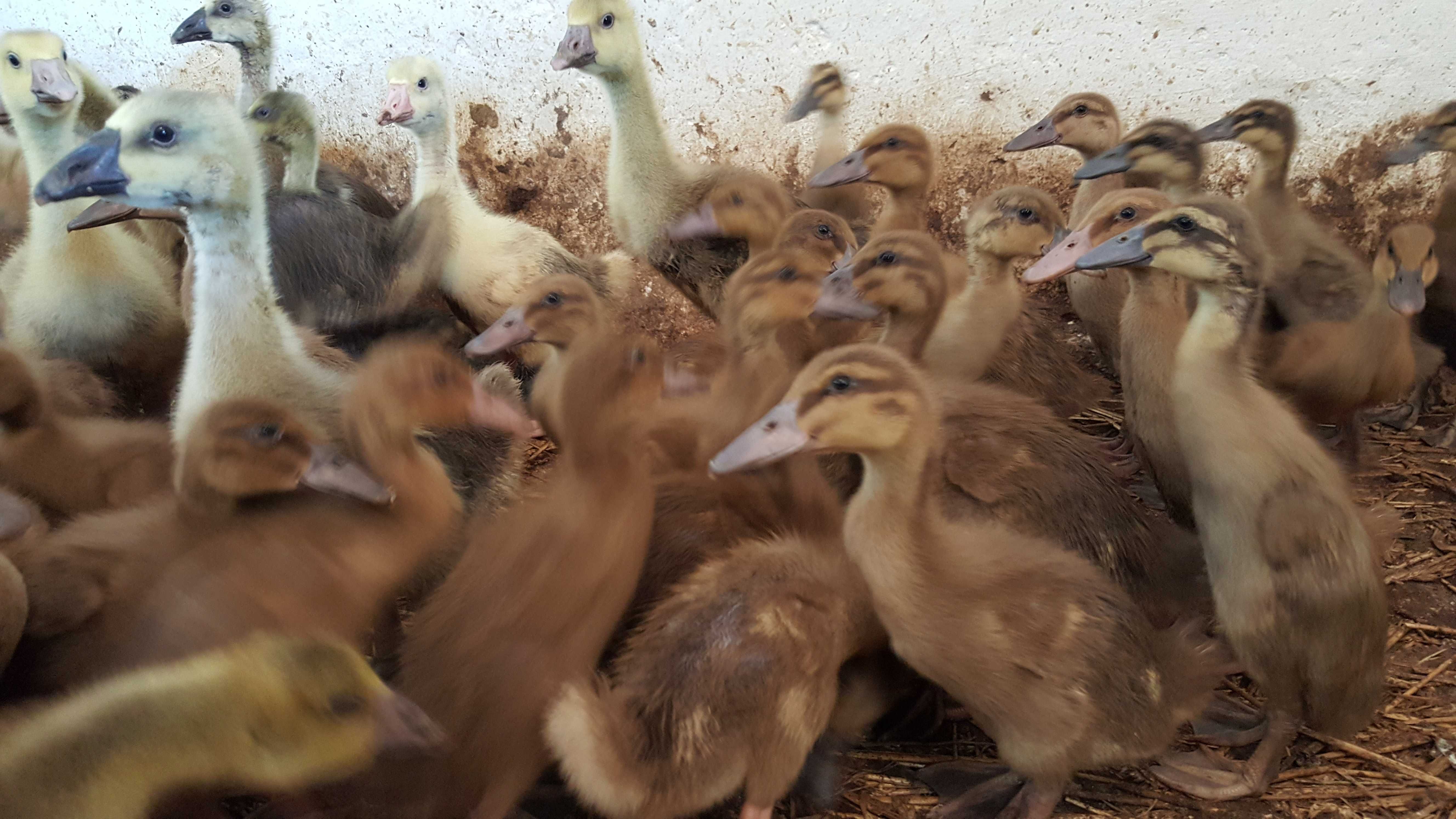 Kaczki młode pisklęta do odchowu pekin, mulard dowóz Gratis