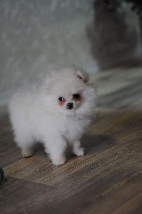 Белоснежная мини девочка померашечка