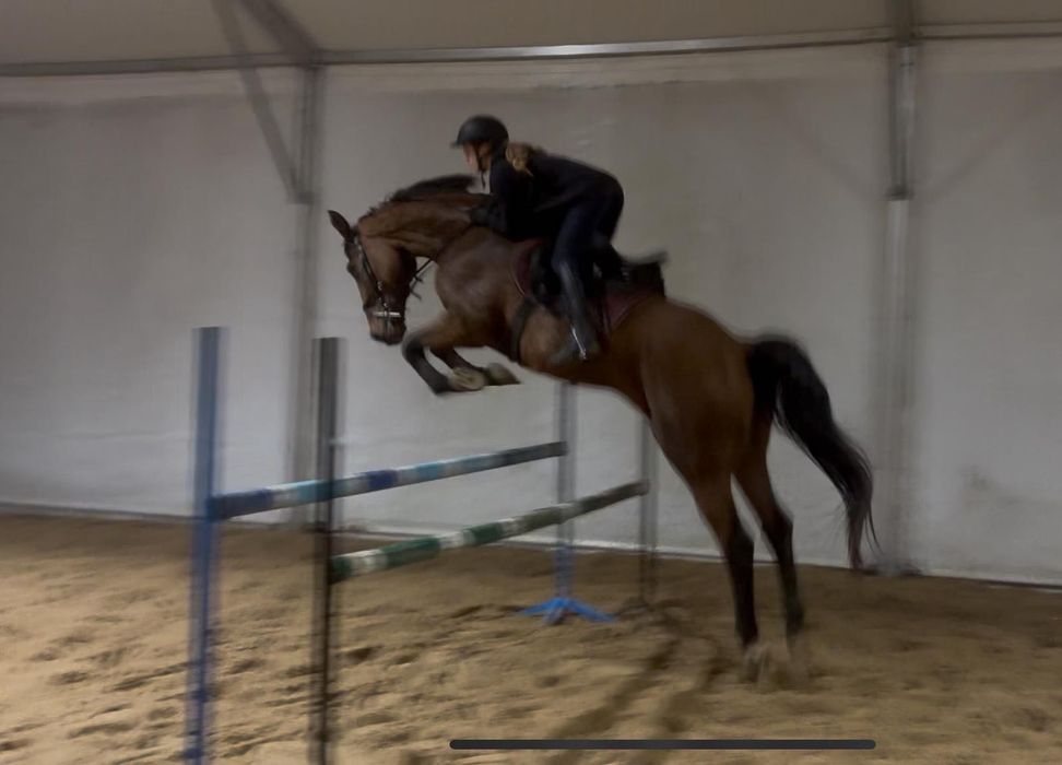 PILNA SPRZEDAŻ!! CASH JOHN – Koń, który daje skrzydła