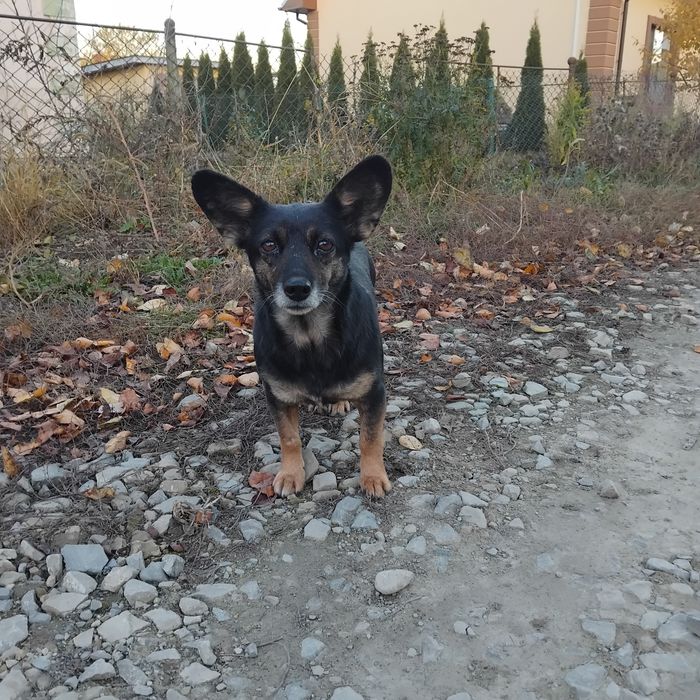 Дуже потрібний дім!