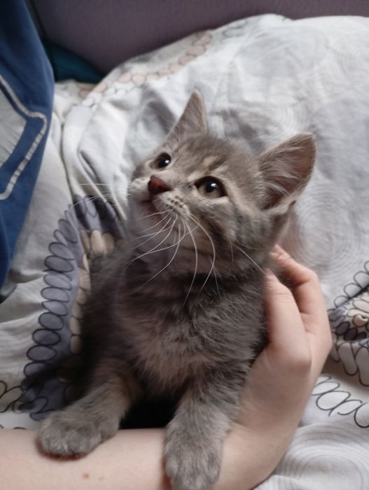 Віддаєм у добрі руки кошенятко на Миколайчика