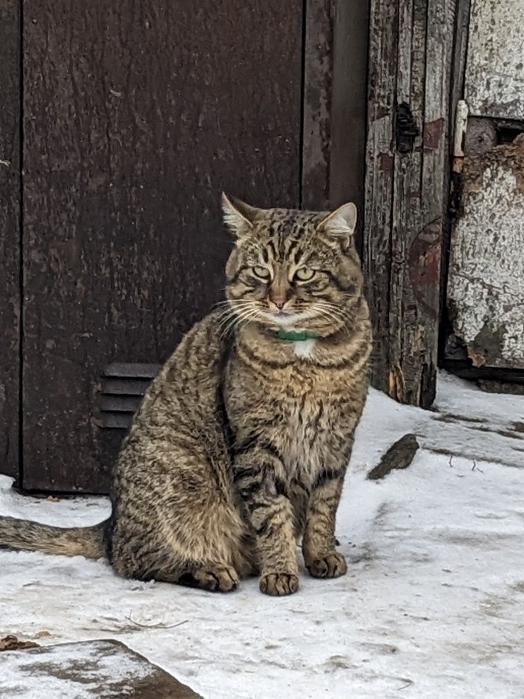 Котик шикарний, кастрований терміново потрібен дім