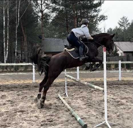 Sprzedam klacz, KWPN, 10 lat, 164 cm, woj. mazowieckie