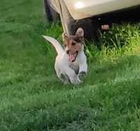 Suczka piesek Jack Russell Terrier