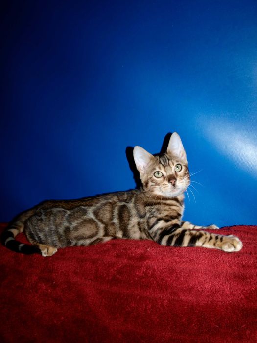 Отличный котенок. Мальчик. Документы. Распродажа.