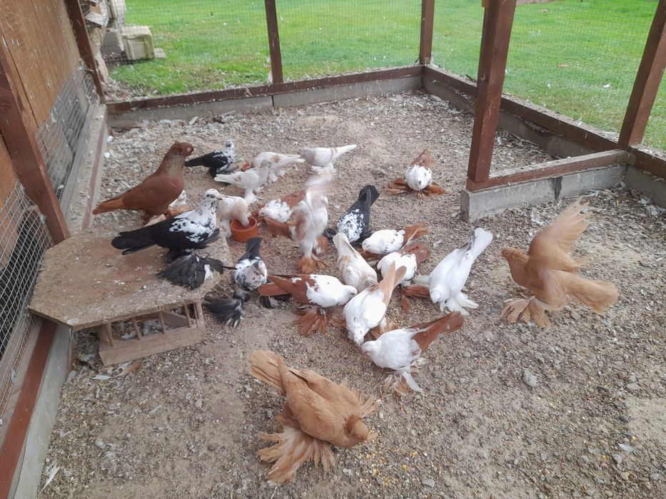 Gołębie ozdobne widyny