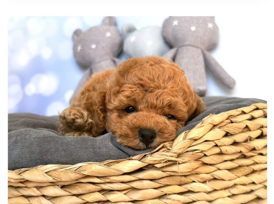 Чудовий хлопчик той пудель '