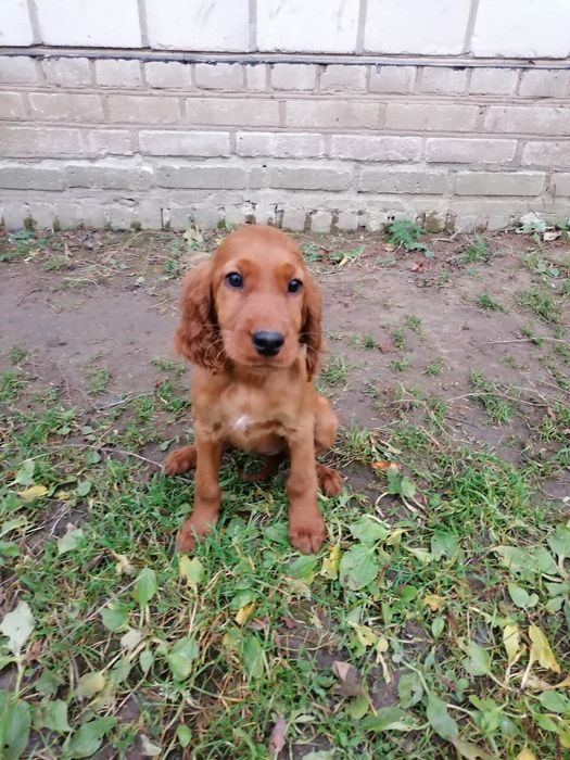 Seter irlandzki samiec 3 miesiące