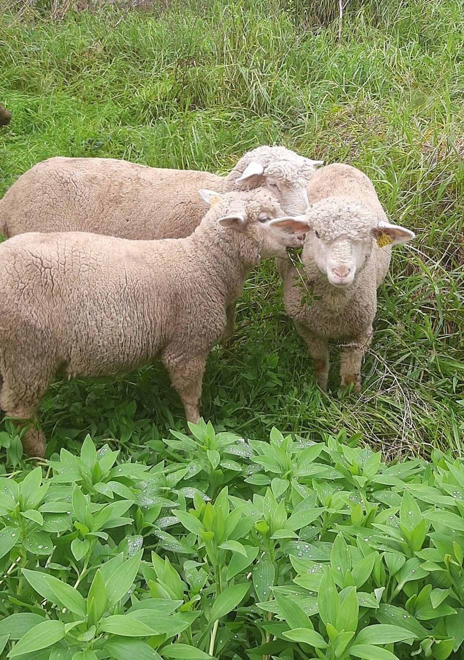 Borregos para venda