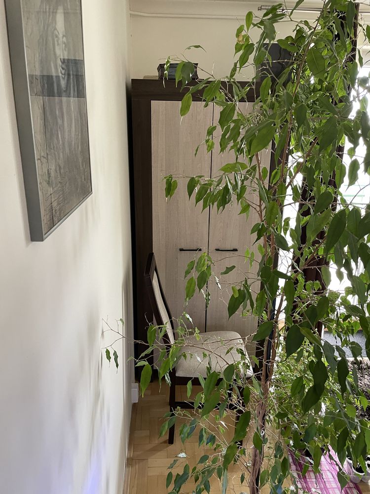 Ficus benjamina fikus benjamin