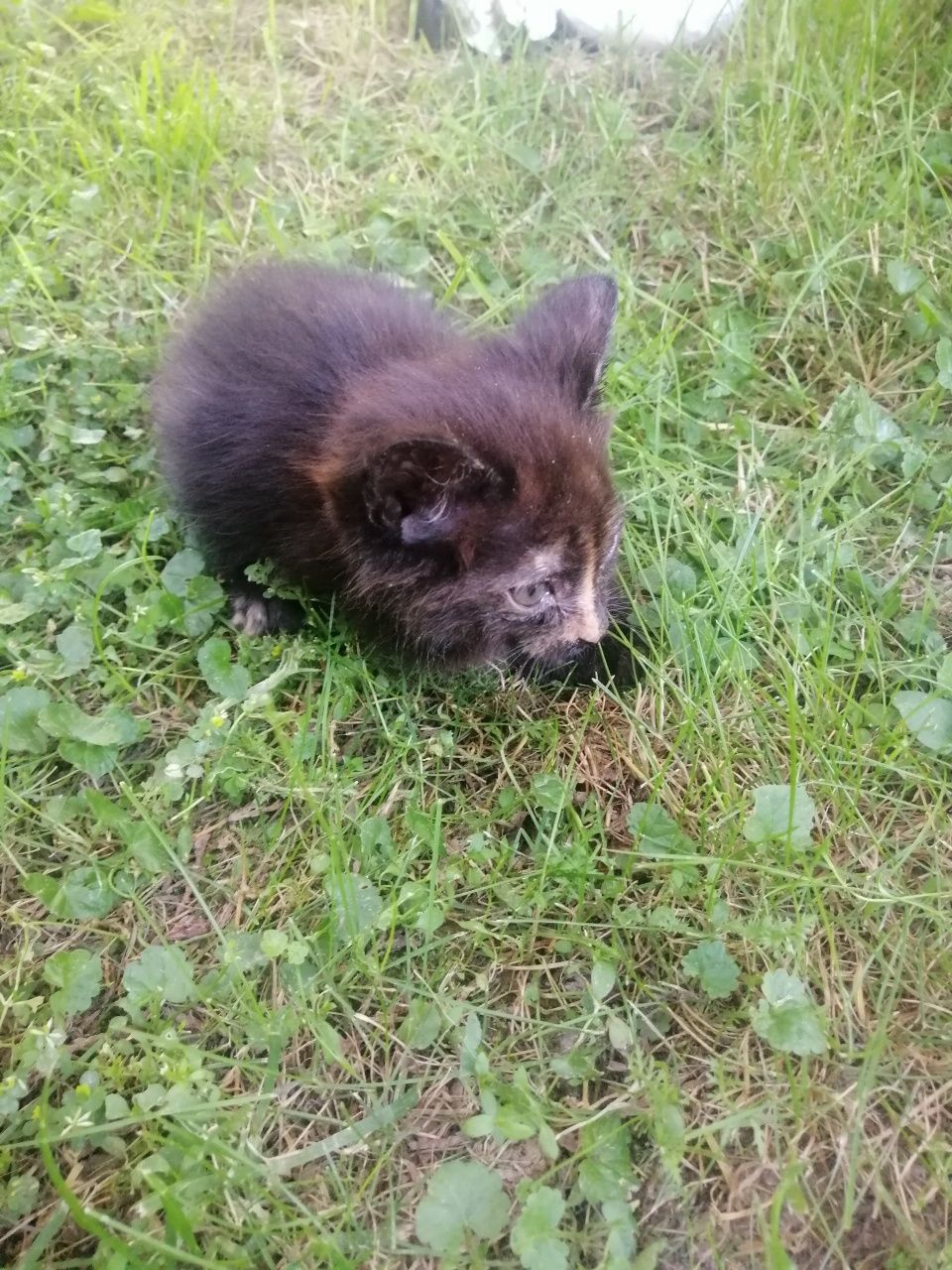 Pilne! Oddam kotka w  dobre ręce