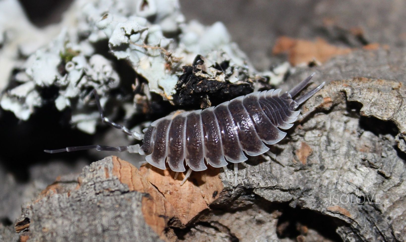 Porcellio hoffmannseggii, jedne z największych równonogów lądowych