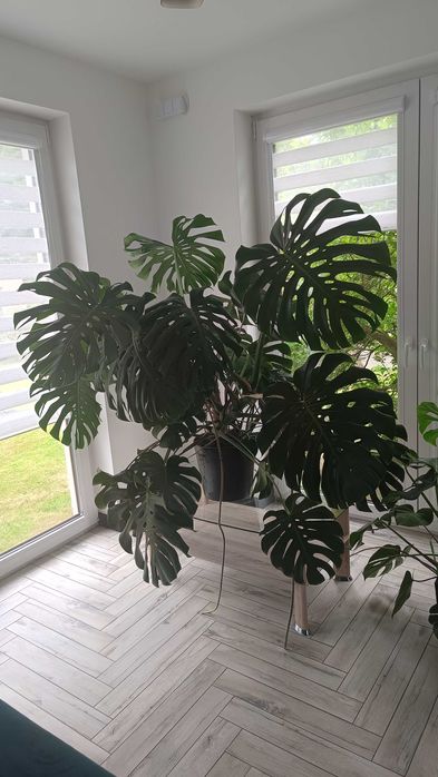 Monstera duża, 3 letnia