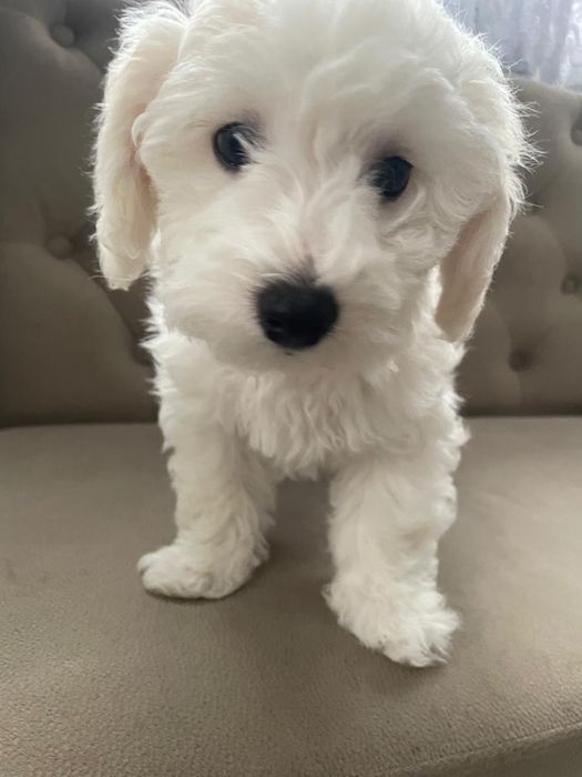 Бішон фрізе хлопчик