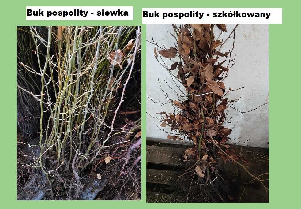 Buk zwyczajny na żywopłot SADZONKI Fagus Silvatica kopane z gruntu