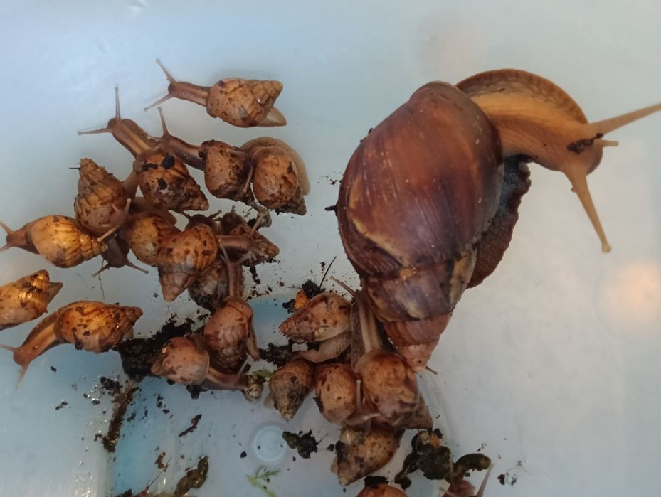 Oddam ślimaki afrykańskie