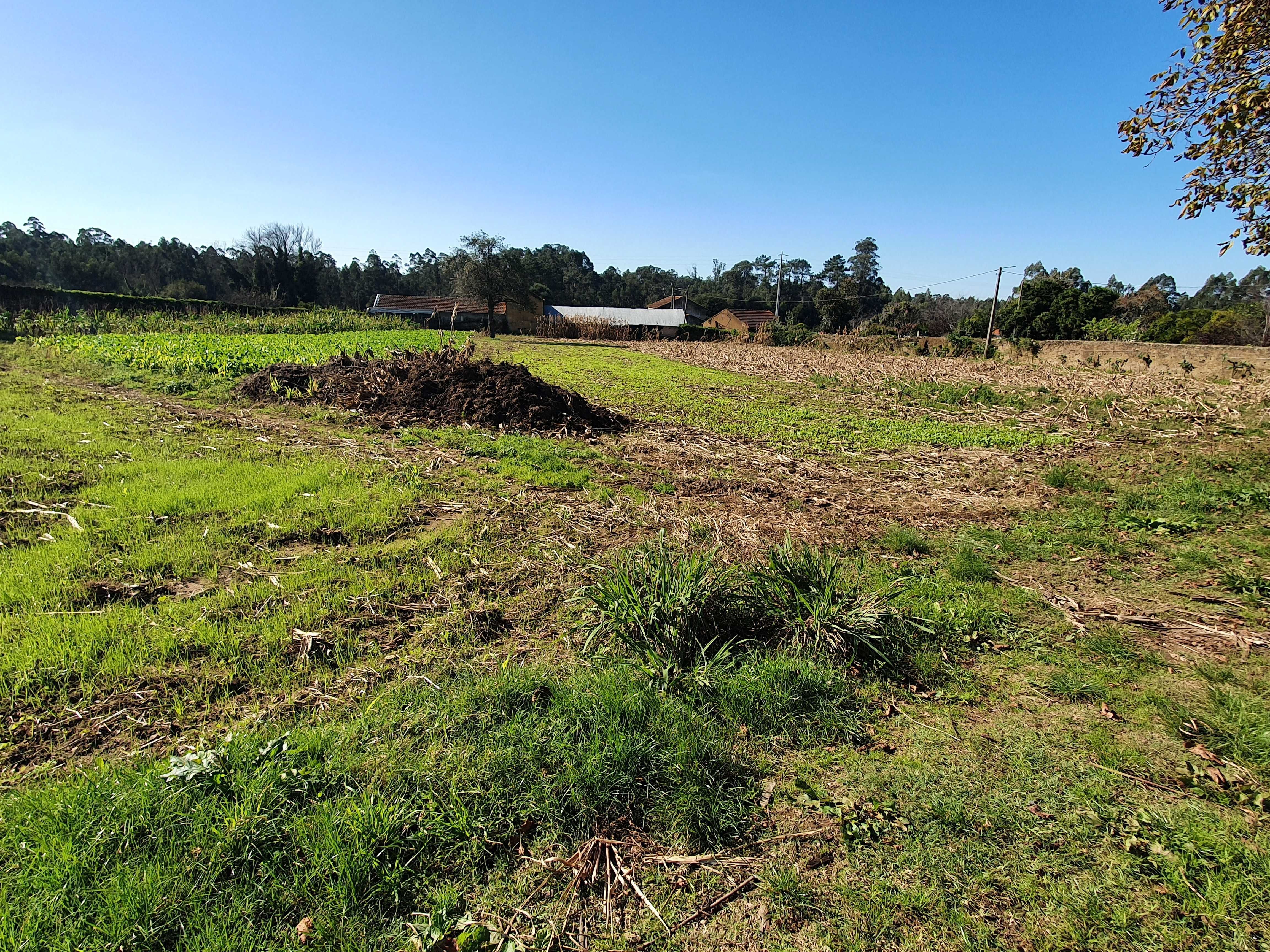 Quinta / Terreno / Propriedade - Investidores