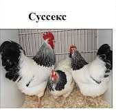 Цыпленок несушки Суссекс