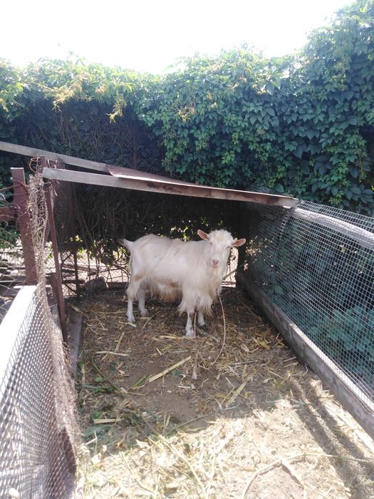 Цап на паровку кіз.