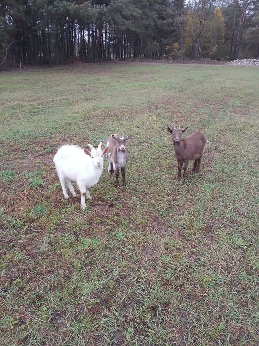 Sprzedam kozy i koziołka