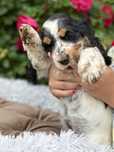 „ARIA” Suka Cocker Spaniel Angielski Tricolor