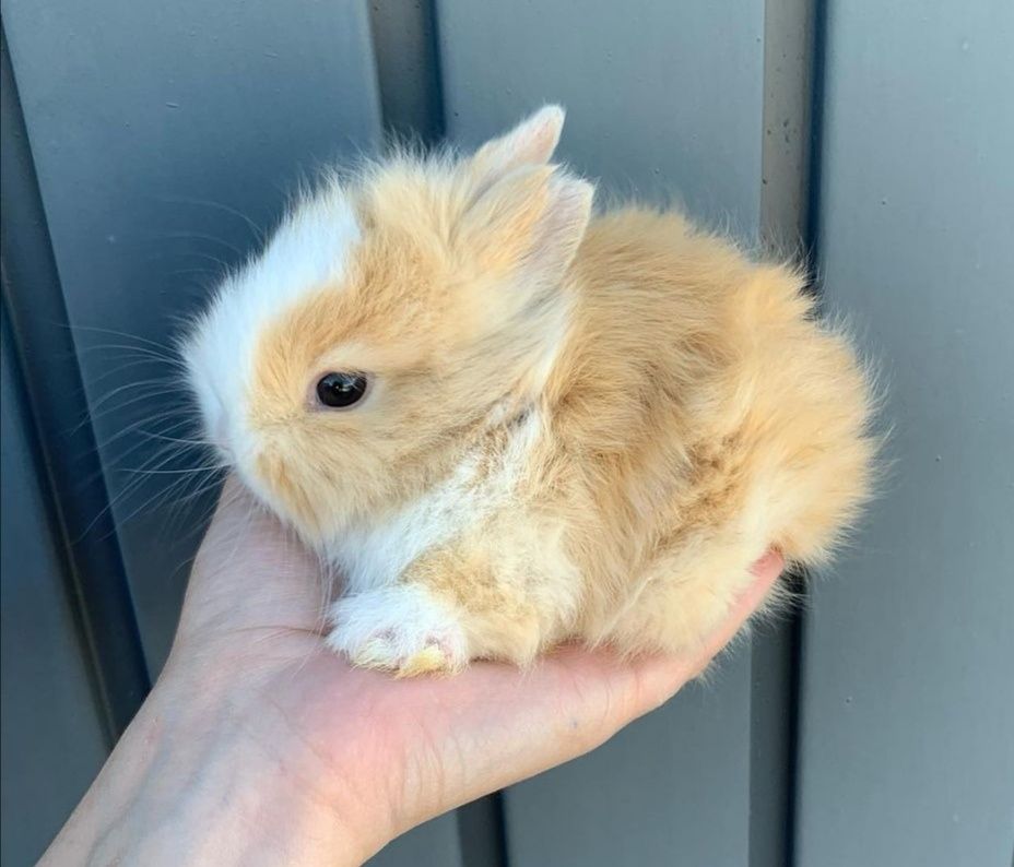 KIT Coelhos anões teddy e mini holandês muito dóceis e brincalhões