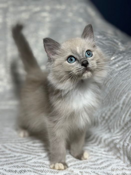 Ragdoll mink koteczka
