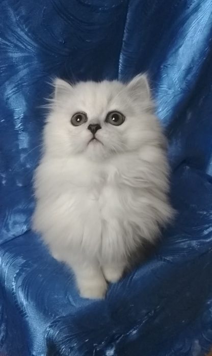 Серебристый шиншилла белый пепельный