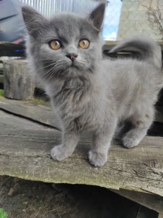 Котик і кішечка сіренькі