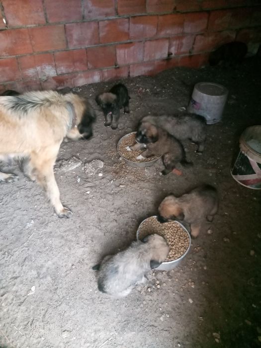 Cães Serra da estrela
