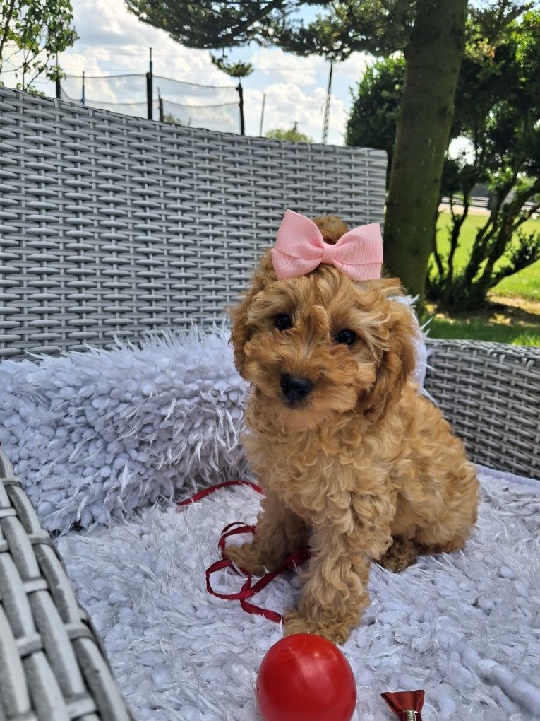 Śliczna suczka Cavapoo
