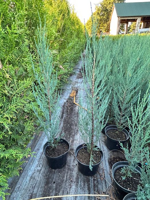 Jałowiec Blue Arrow 60-80cm DARMOWA DOSTAWA