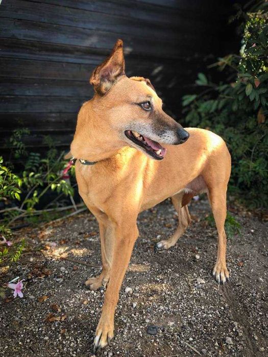 Alice - cadela média para adoção