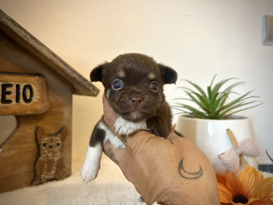 Menino chihuahua chocolate semi pelo