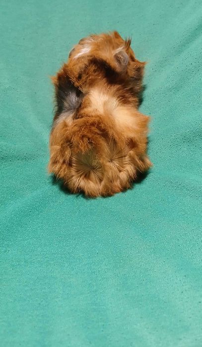 Морська свинка ,розетка.