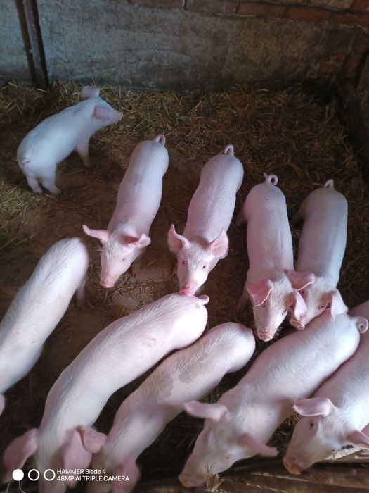 Prosięta do dalszej hodowli