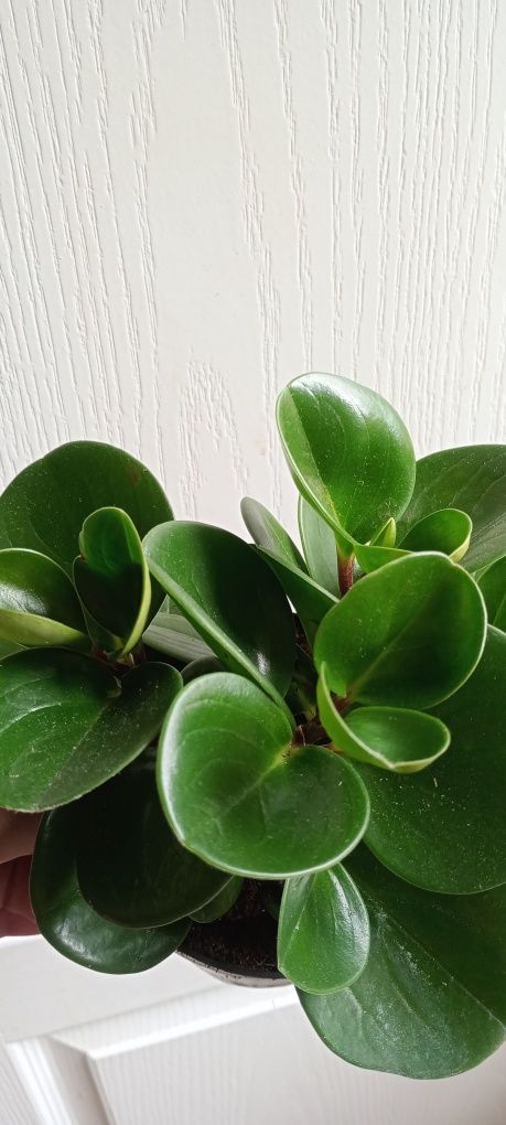 Peperomia cisus geranium trzykrotka
