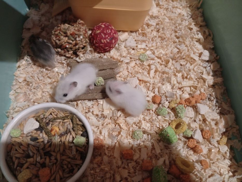 Джунгарский хомяк