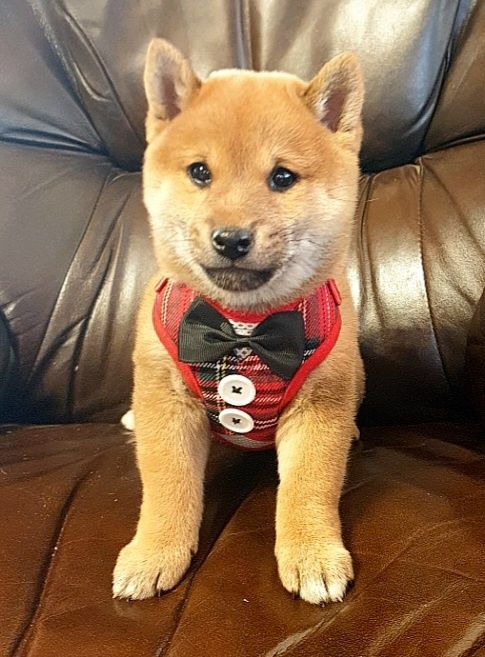 Shiba inu szczenię