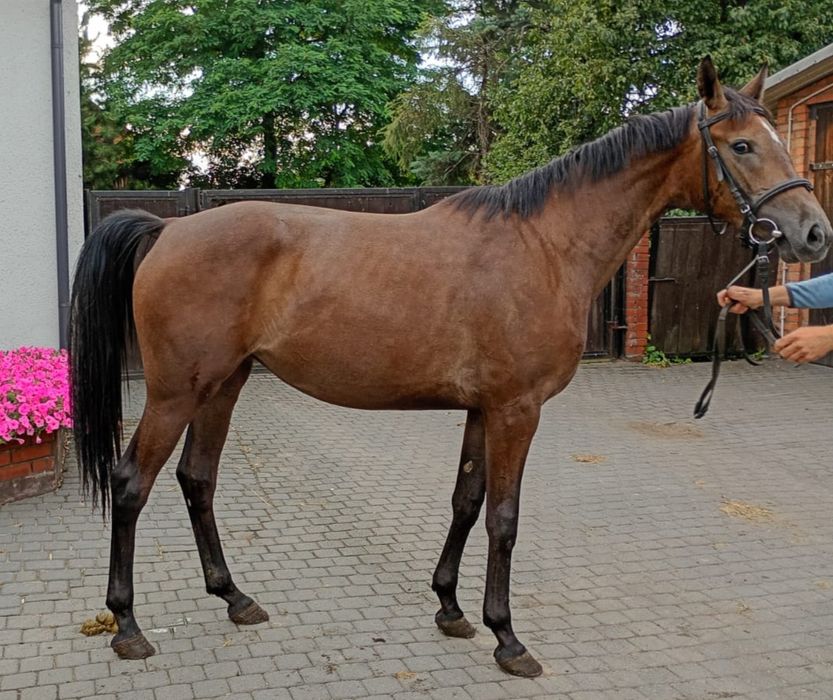 Sprzedam konia klacz