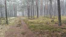 Działka leśna 4,05 ha