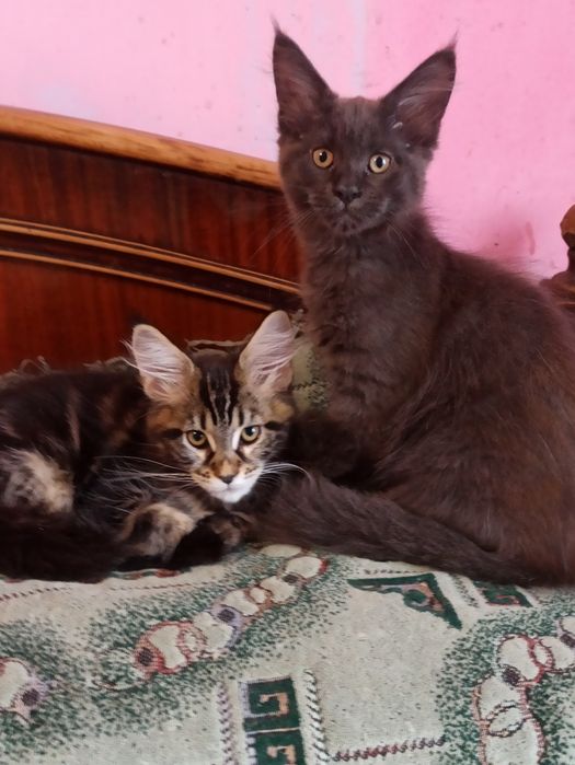 Мейн куни на розпродажу