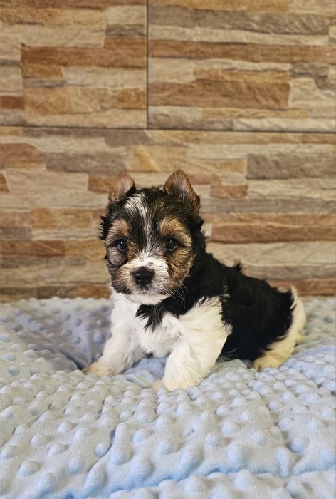 Yorkshire Terrier Biewer cudny piesek york
