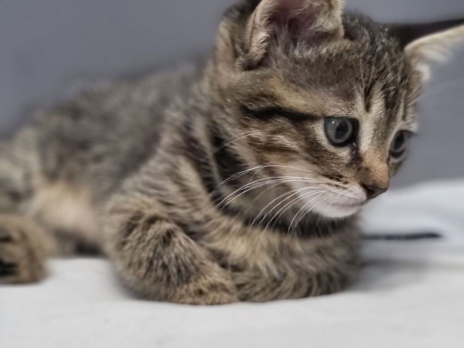 Кішечка, кошеня 2 місяці безкоштовно