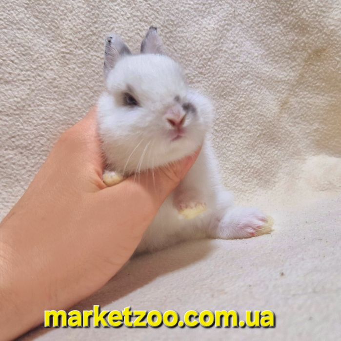 Красунчики міні оптом і вроздріб