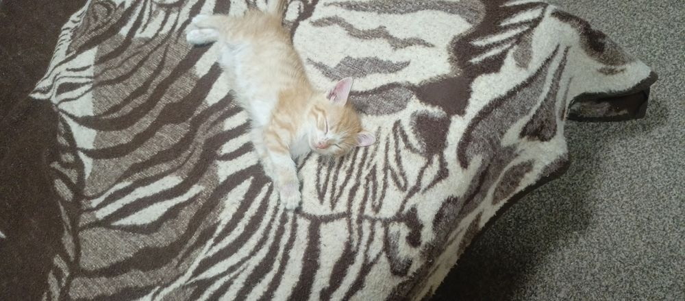 Oddam kotkuw w dobre ręce